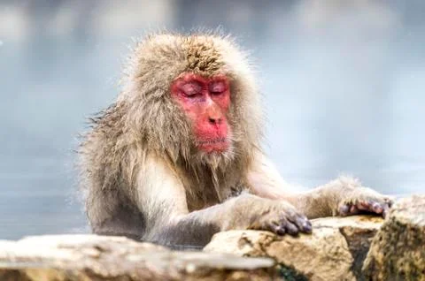 The Snow Monkey Stock Photos