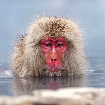 The Snow Monkey Stockfoto's