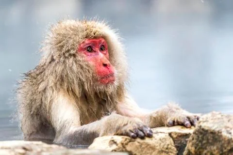 The Snow Monkey Stock Photos