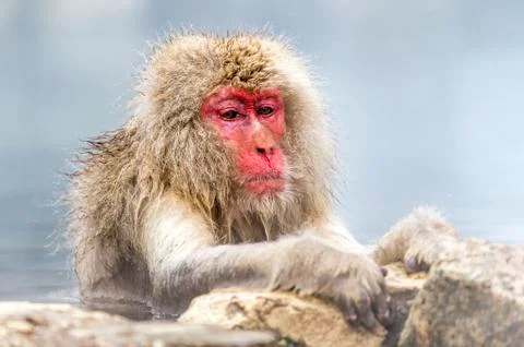 The Snow Monkey Stock Photos