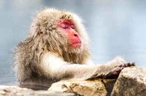 The Snow Monkey Stock Photos
