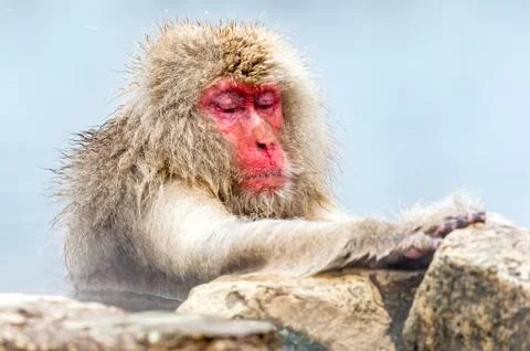 The Snow Monkey Stockfoto's