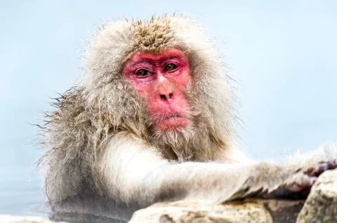 The Snow Monkey Stock Photos