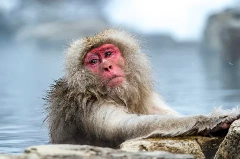The Snow Monkey Stock Photos