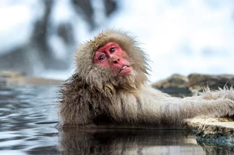 The Snow Monkey Stock Photos