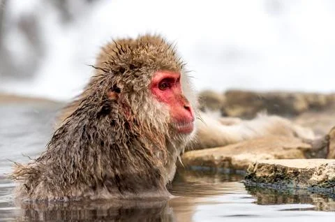 The Snow Monkey Stock Photos