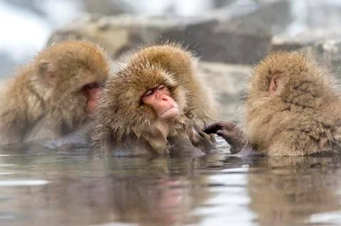 The Snow Monkey Stock Photos