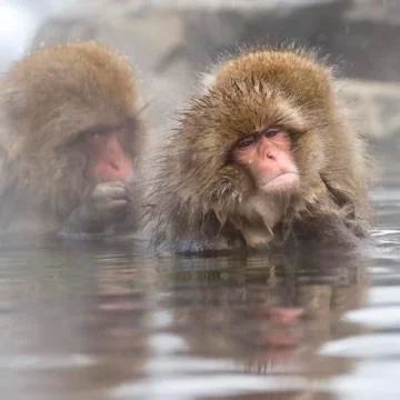 The Snow Monkey Stockfoto's