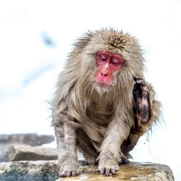 The Snow Monkey Stock Photos