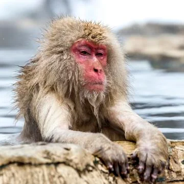 The Snow Monkey Stock Photos