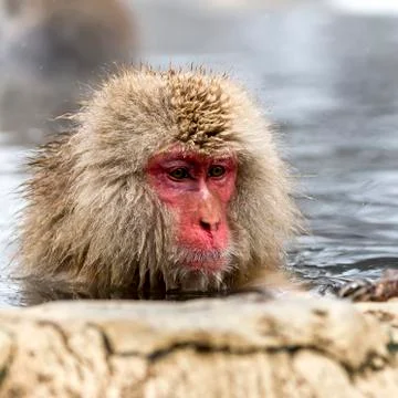 The Snow Monkey Stock Photos