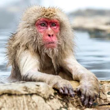 The Snow Monkey Stock Photos