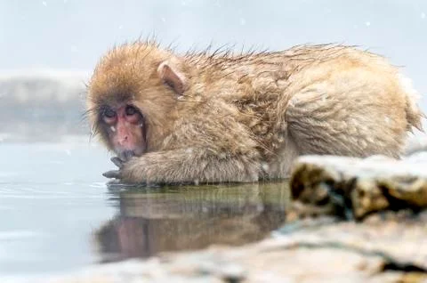 The Snow Monkey Stock Photos