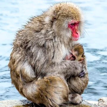 The Snow Monkey Stock Photos
