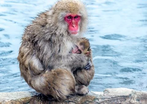 The Snow Monkey Stock Photos