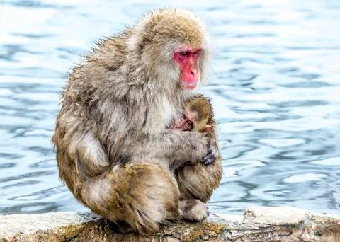 The Snow Monkey Stock Photos