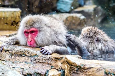 The Snow Monkey Stock Photos