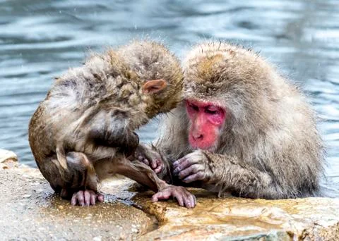 The Snow Monkey Stockfoto's