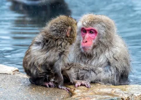 The Snow Monkey Stock Photos