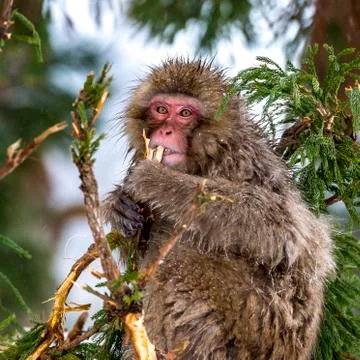 The Snow Monkey Stock Photos