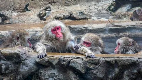 The Snow Monkey Stock Photos