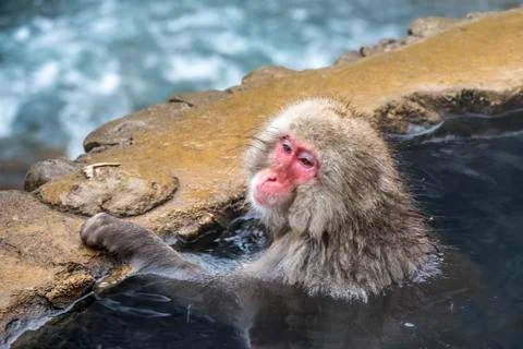 The Snow Monkey Stock Photos