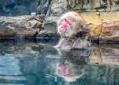 The Snow Monkey Stock Photos