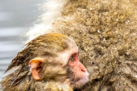 The Snow Monkey Stock Photos