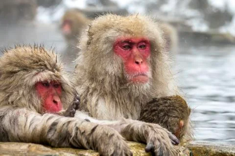 The Snow Monkey Stock Photos