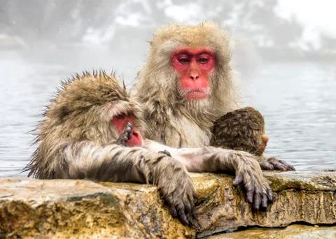 The Snow Monkey Foto stock