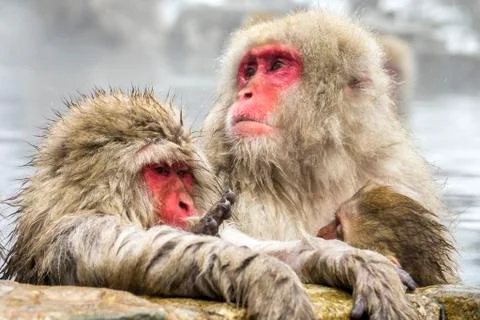 The Snow Monkey Stock Photos
