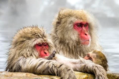 The Snow Monkey Stock Photos