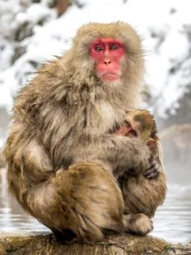 The Snow Monkey Stock Photos