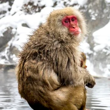 The Snow Monkey Stock Photos