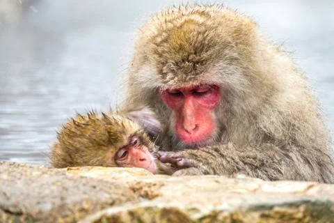 The Snow Monkey Stock Photos