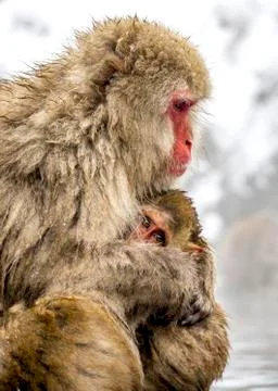 The Snow Monkey Stock Photos