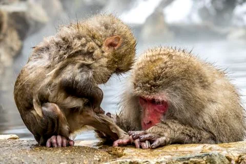 The Snow Monkey Stock Photos