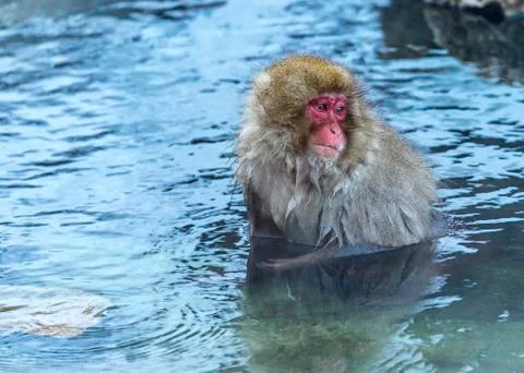 The Snow Monkey Stock Photos