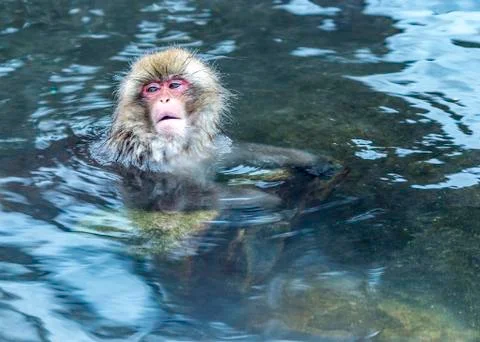 The Snow Monkey Stockfoto's