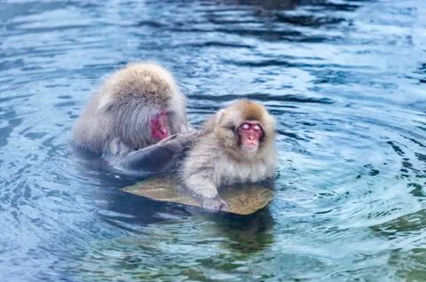 The Snow Monkey Stock Photos
