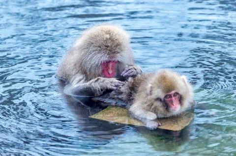 The Snow Monkey Stock Photos