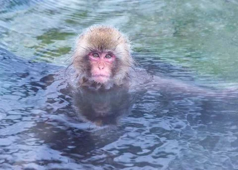 The Snow Monkey Stock Photos