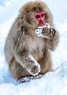 The Snow Monkey Stock Photos