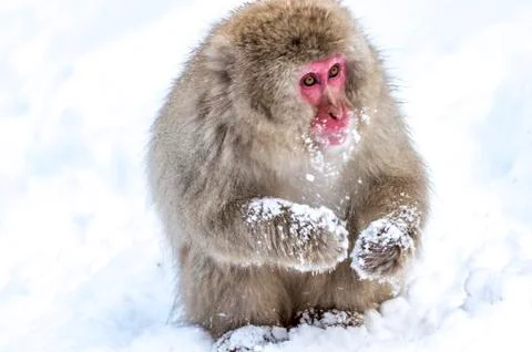 The Snow Monkey Stock Photos