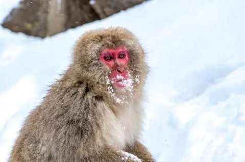The Snow Monkey Stock Photos