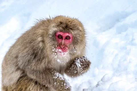 The Snow Monkey Stock Photos