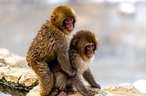 The Snow Monkey Stock Photos