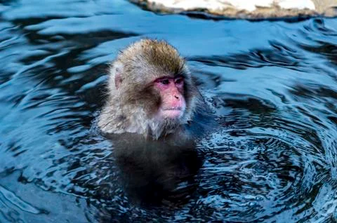 The Snow Monkey Stock Photos