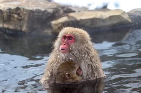 The Snow Monkey Stock Photos
