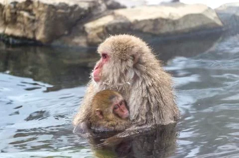 The Snow Monkey Stock Photos